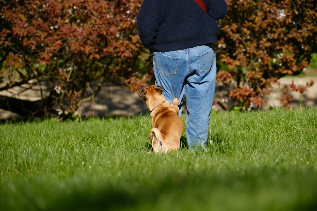 person walking dog in park