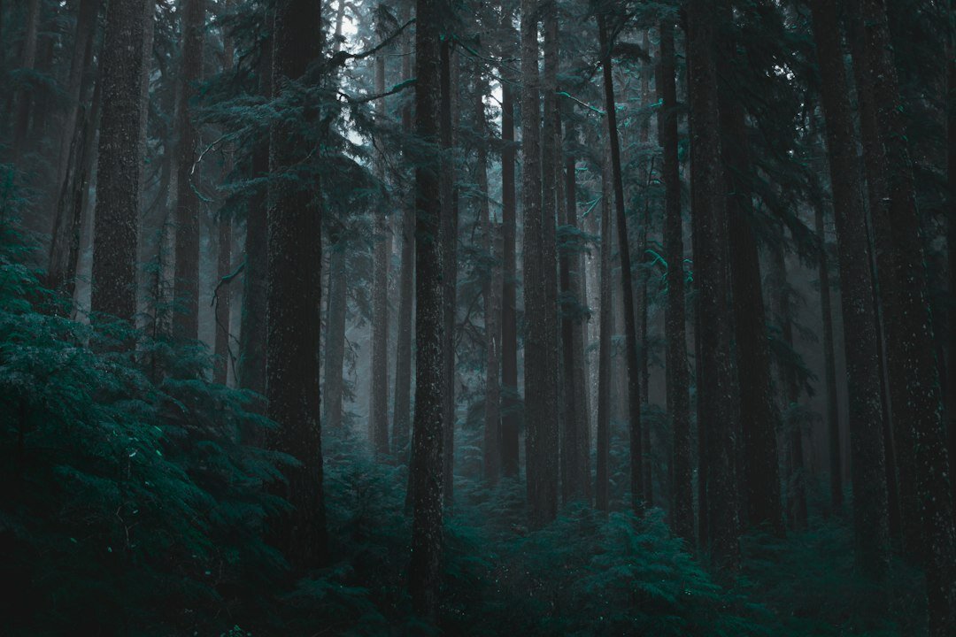 dark foggy forest at night